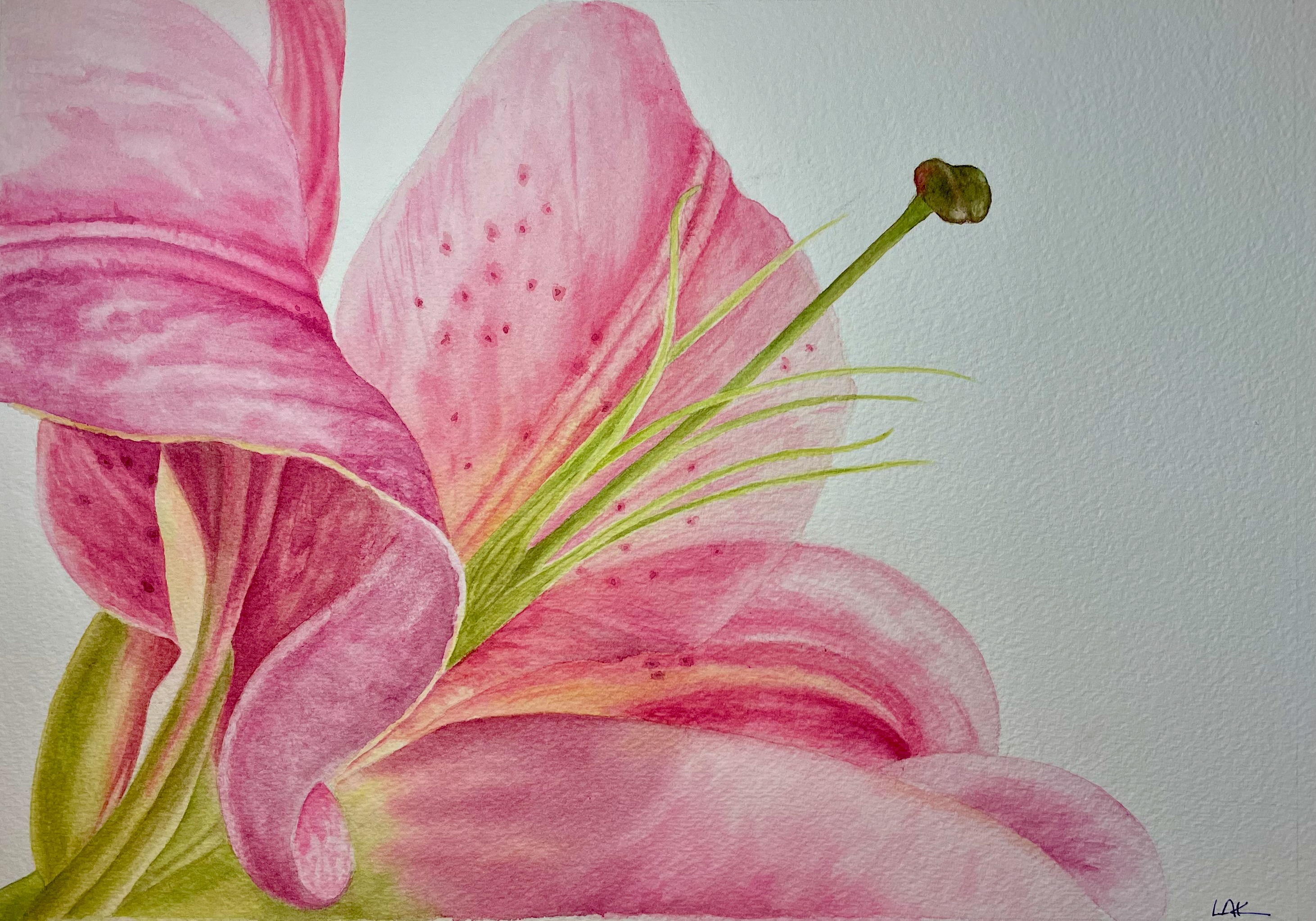 Original watercolor, pink lily close up of stamens.